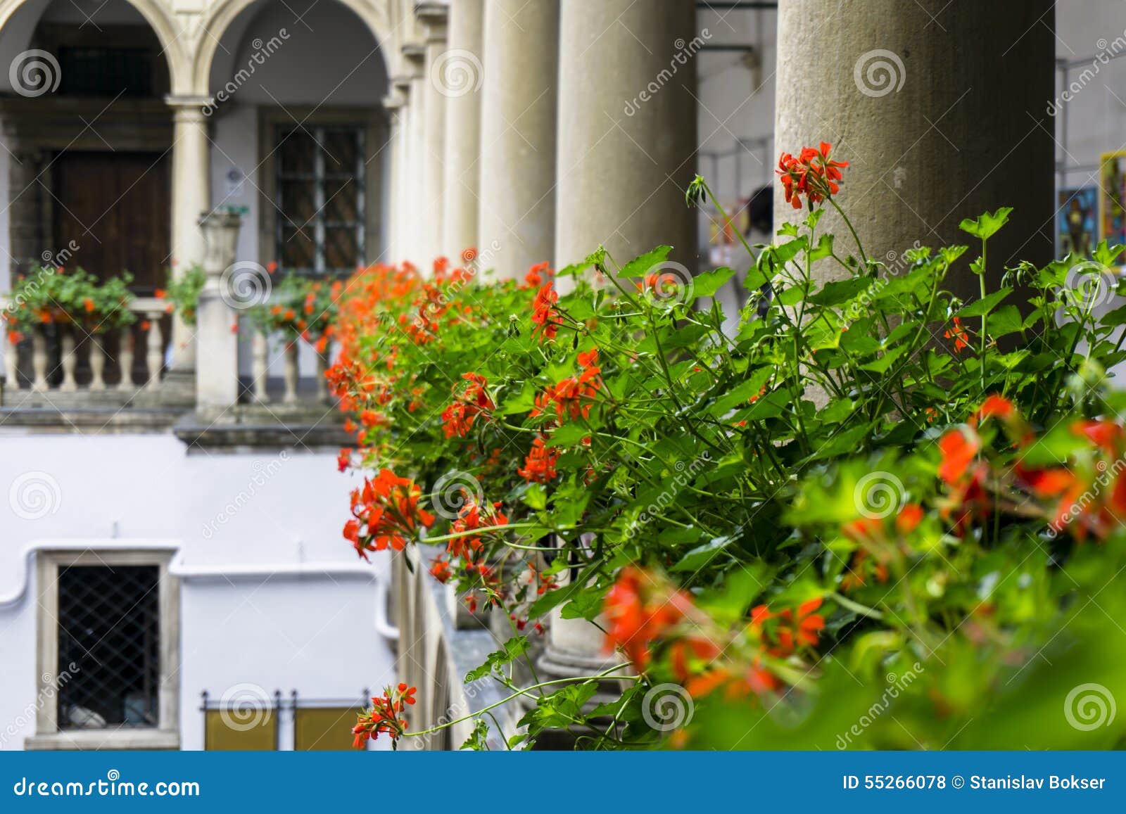 Italian Courtyard with Flowers Stock Photo Image of flowers, italian