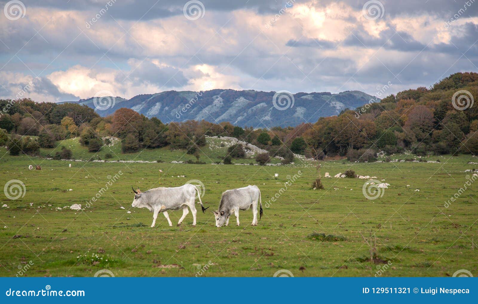 italian cows at the sunset on a green prairie