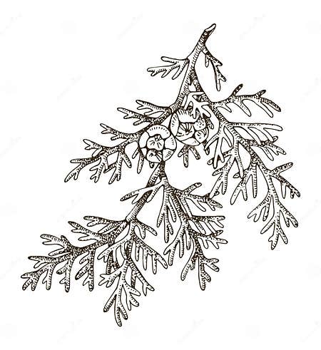 Italian Cypress Tree Branch Vector Stock Illustration - Illustration of ...