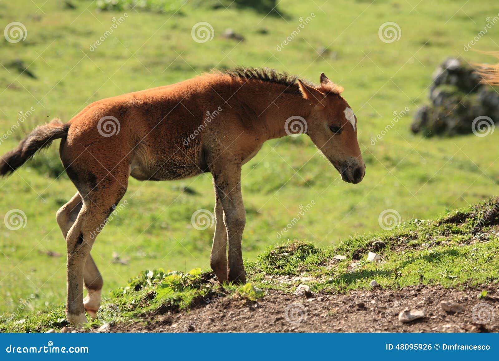 Italian Domestic horses stock photo. Image of animal - 48095926