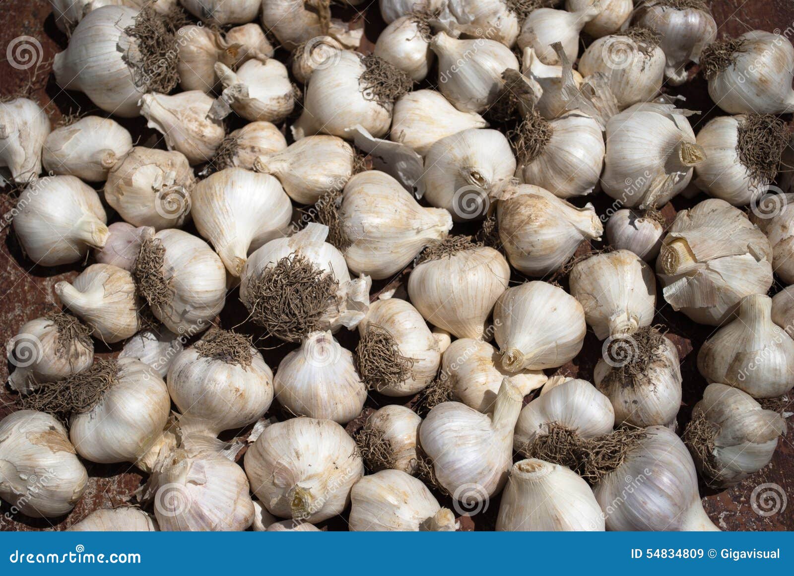 Italian garlic stock image. Image of cultivation, food 54834809