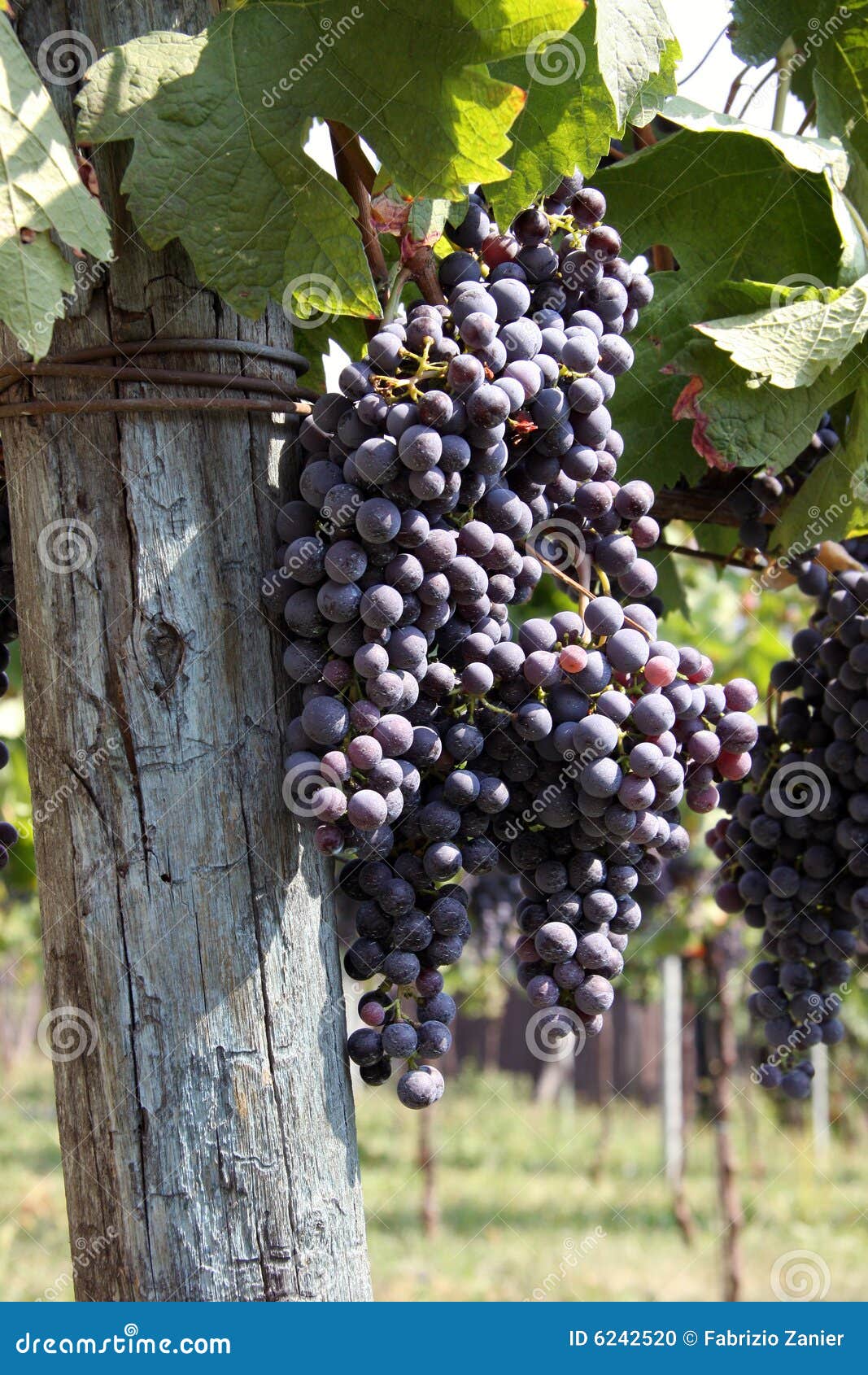 Italian grapes stock photo. Image of isolated, grow, branch 6242520