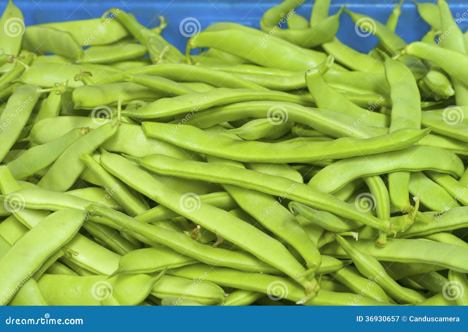 italian green romano beans in bin on display for sale in farmers market. grown in portland, oregon, usa