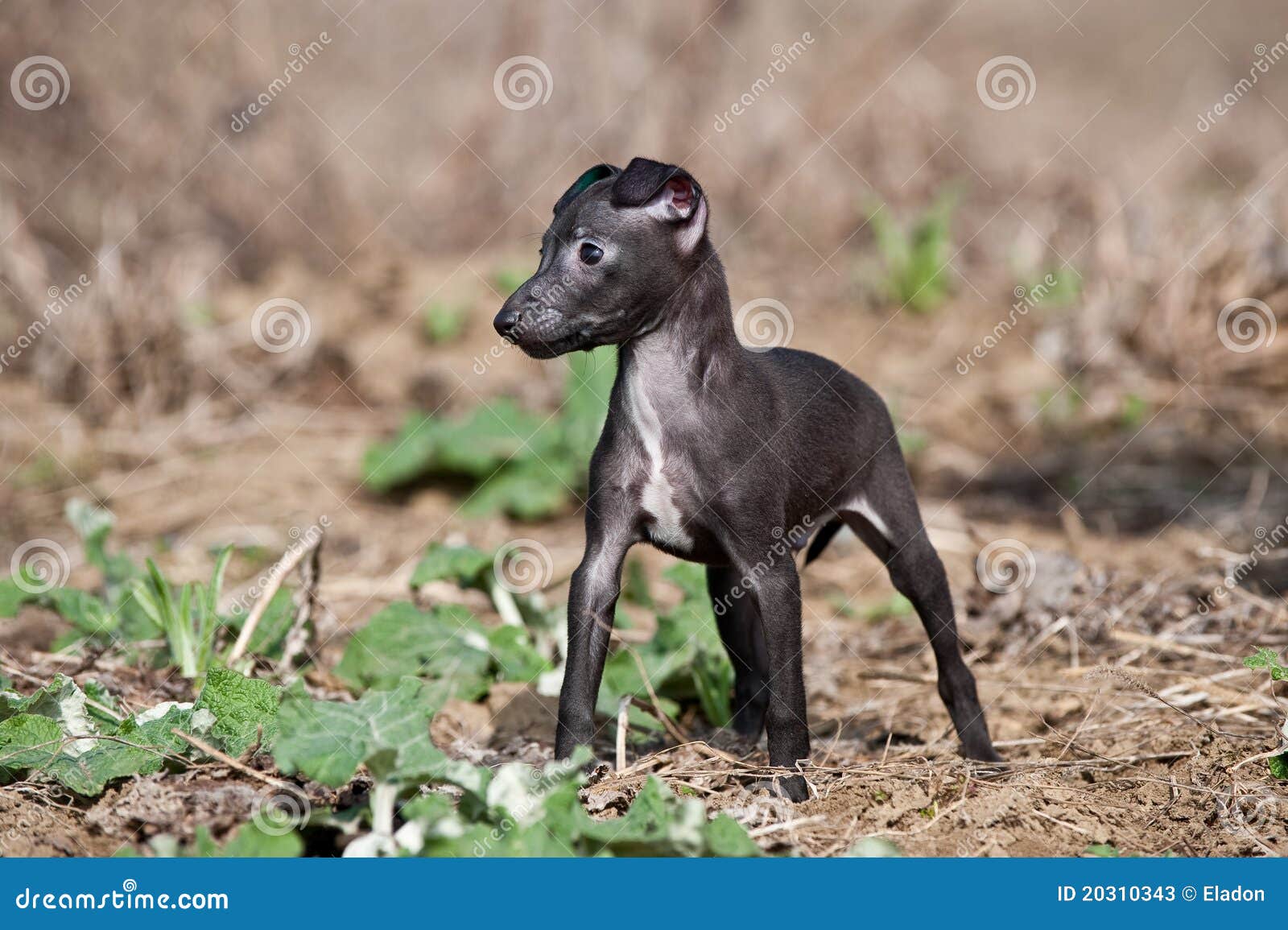 Italian greyhound stock image. Image of grayhound, gazehound 20310343