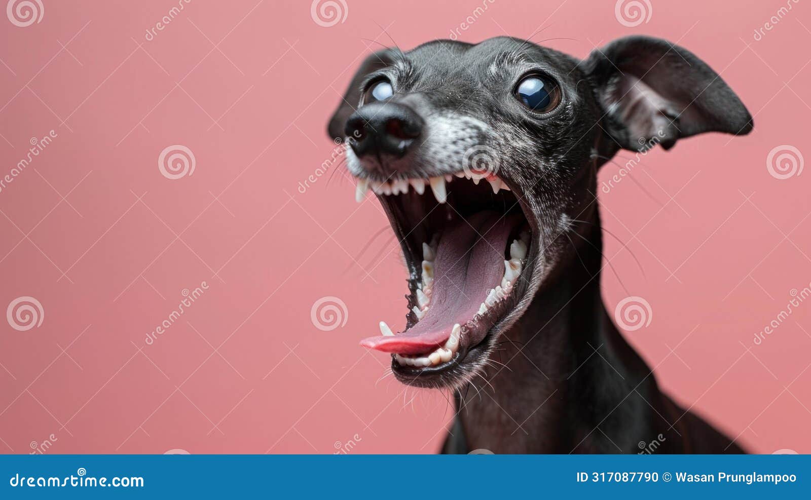Italian Greyhound, Angry Dog Baring Its Teeth, Studio Lighting Pastel