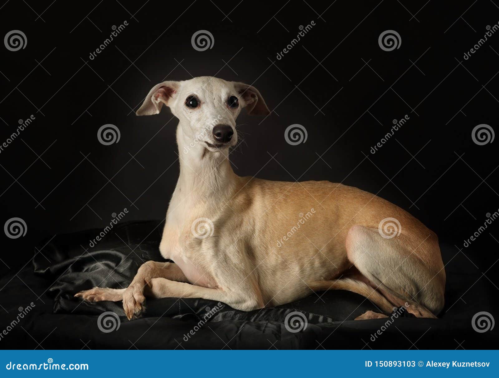 italian greyhound dog over black