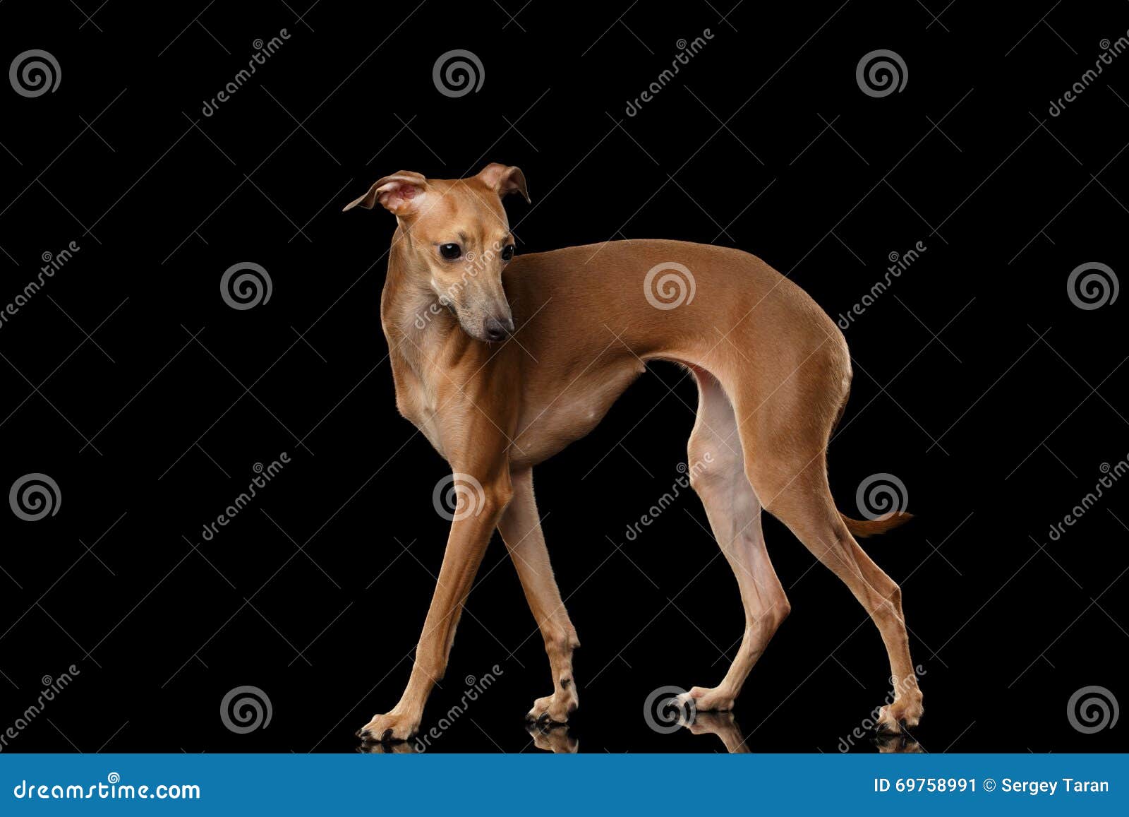 italian greyhound dog standing on mirror, posing profile  black