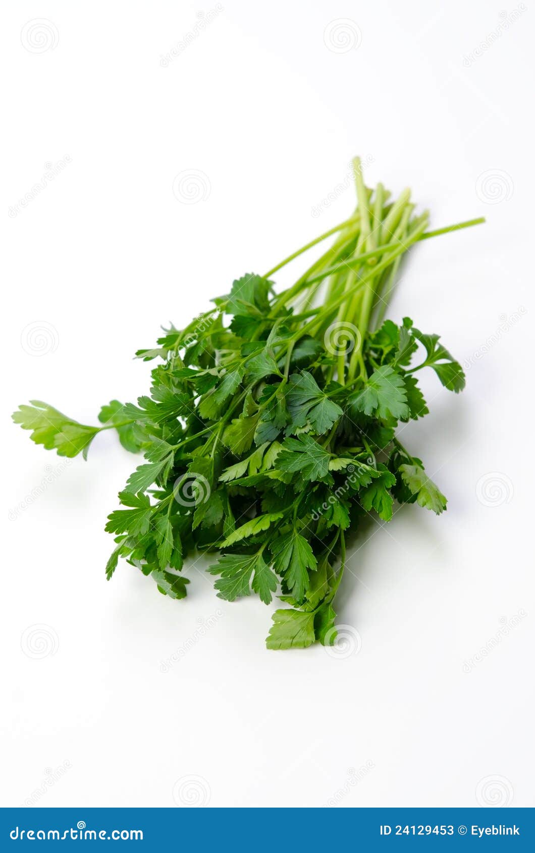 Italian Parsley stock image. Image of flat, health, meal 24129453
