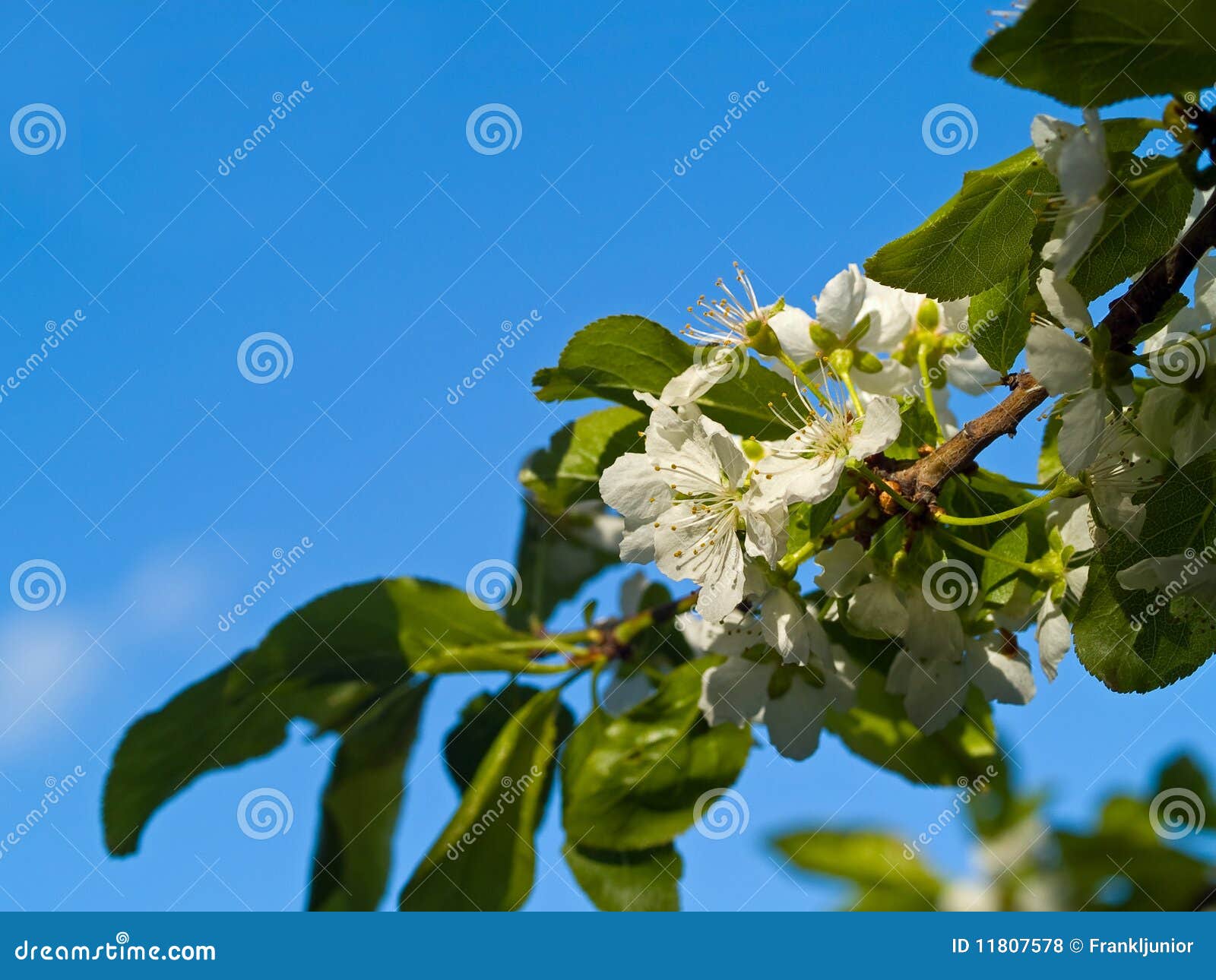Italian Plum Blossoms stock photo. Image of closeup, flower 11807578