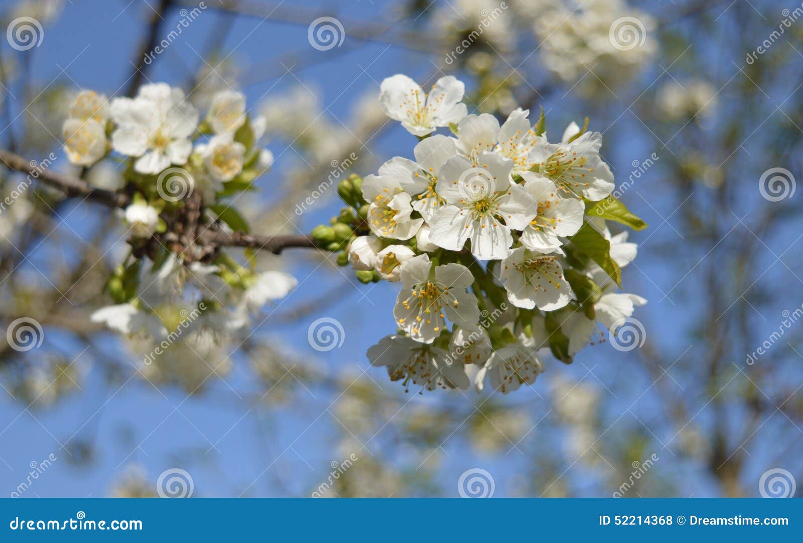 Italian plum Blossoms stock photo. Image of tree, italian 52214368