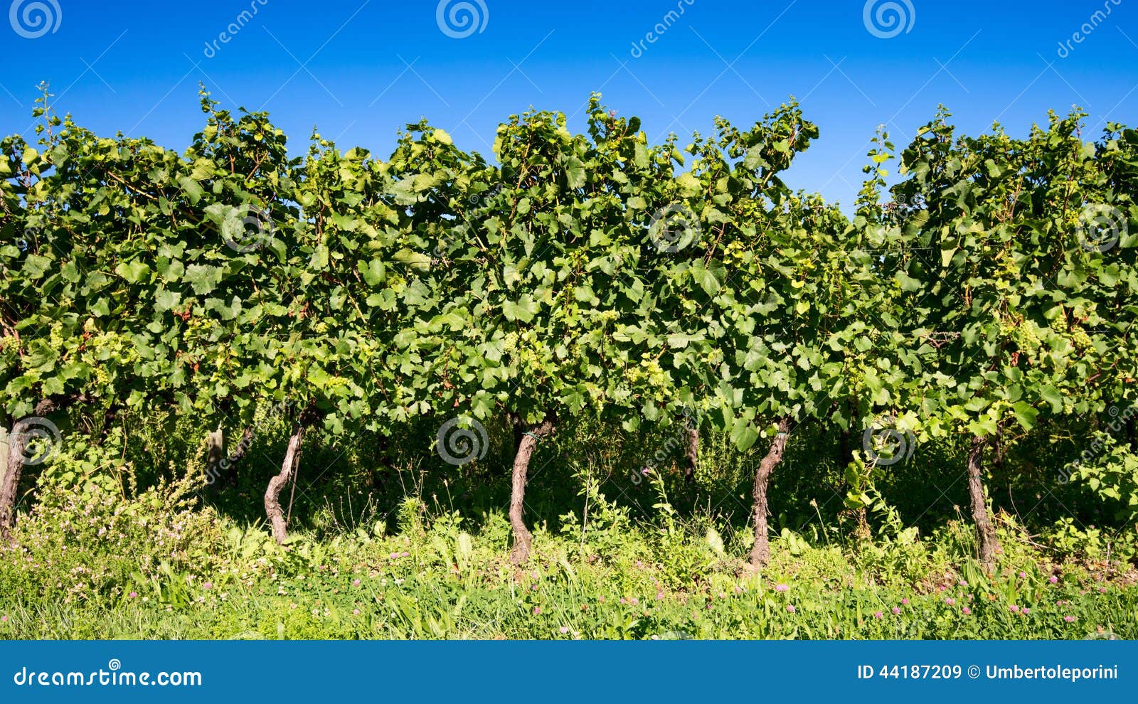 italian vineyard