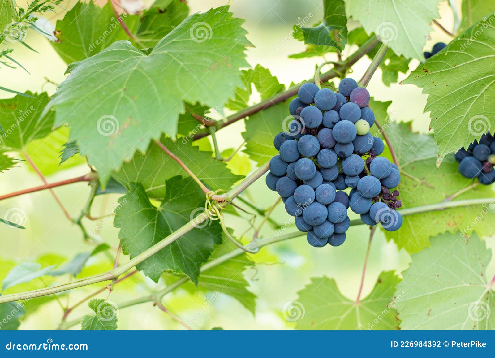 Italian Vineyard with Red Grapes Stock Photo Image of sweet, valley