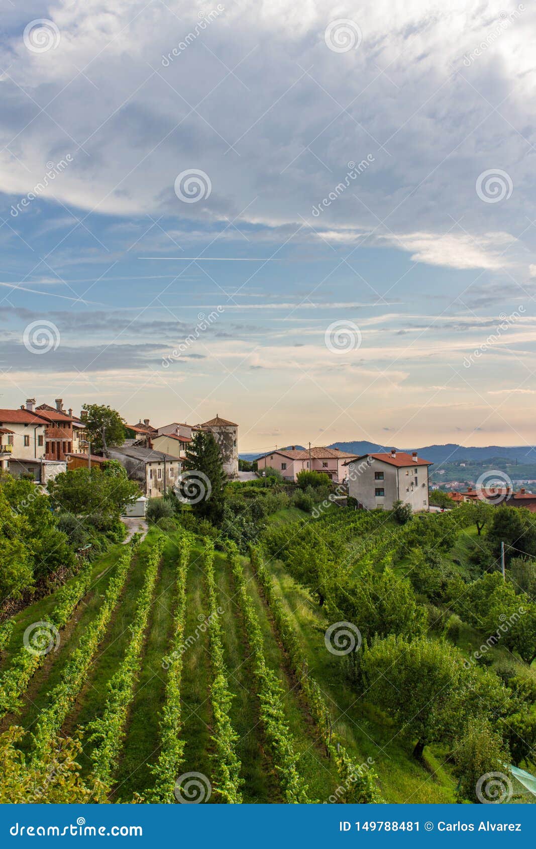 italian vineyard nublado