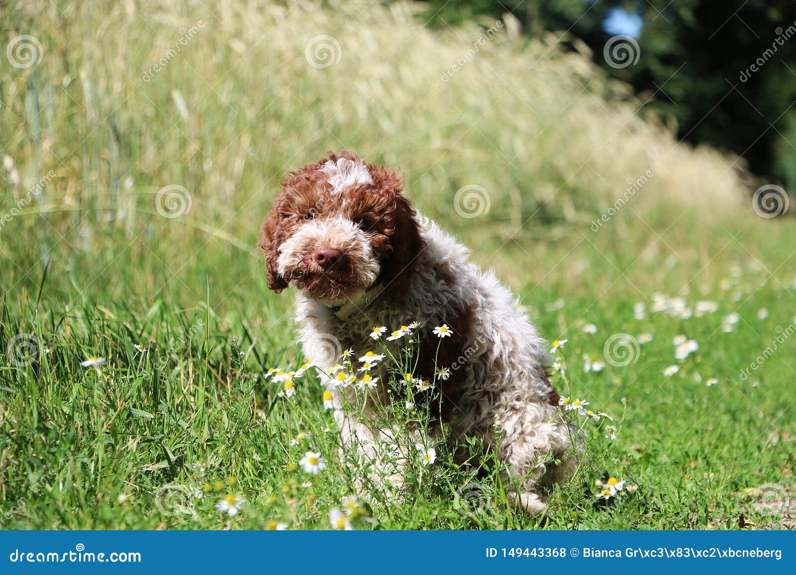 Small Beautiful Italian Waterdog Is Sitting On A Small Way In The