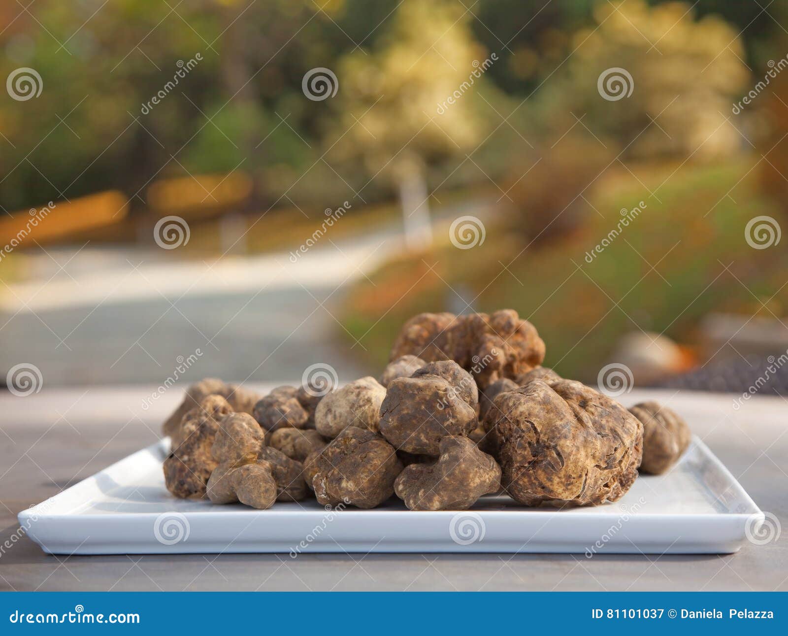 Italian white truffles stock image. Image of outdoor 81101037