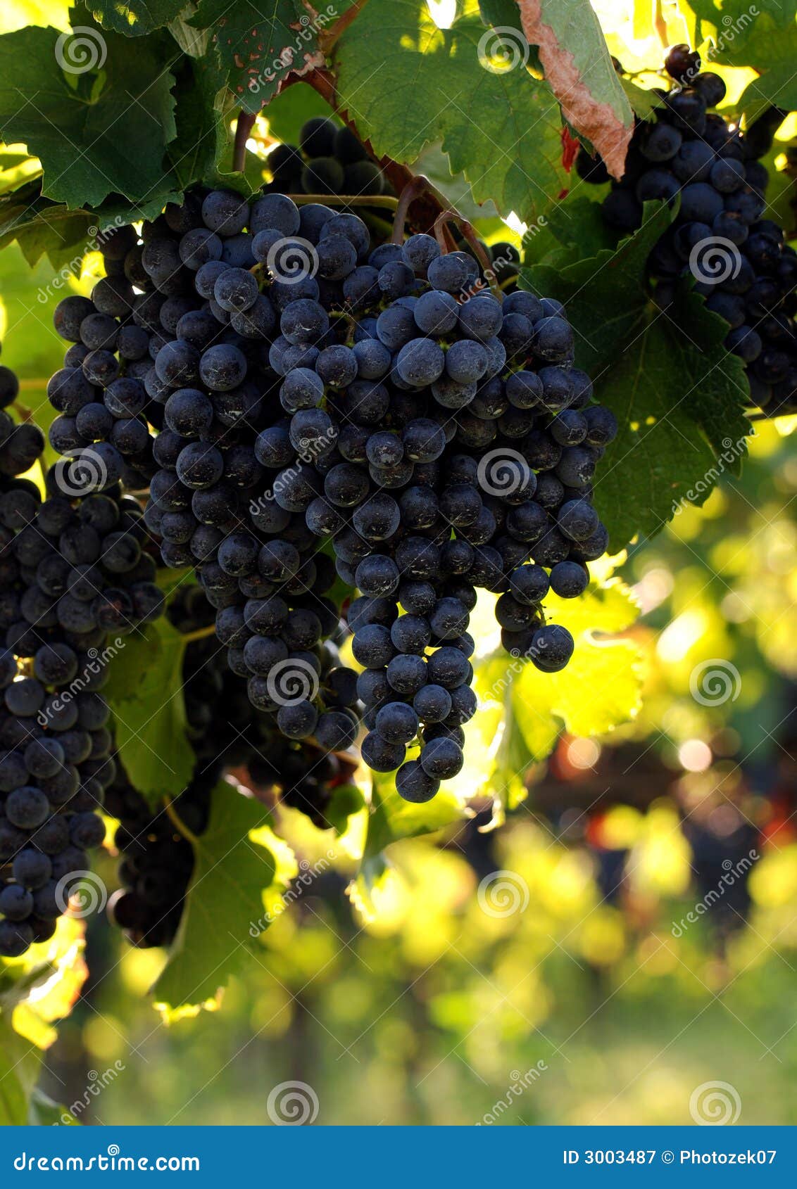 Italian wine grapes stock image. Image of italy, branch 3003487