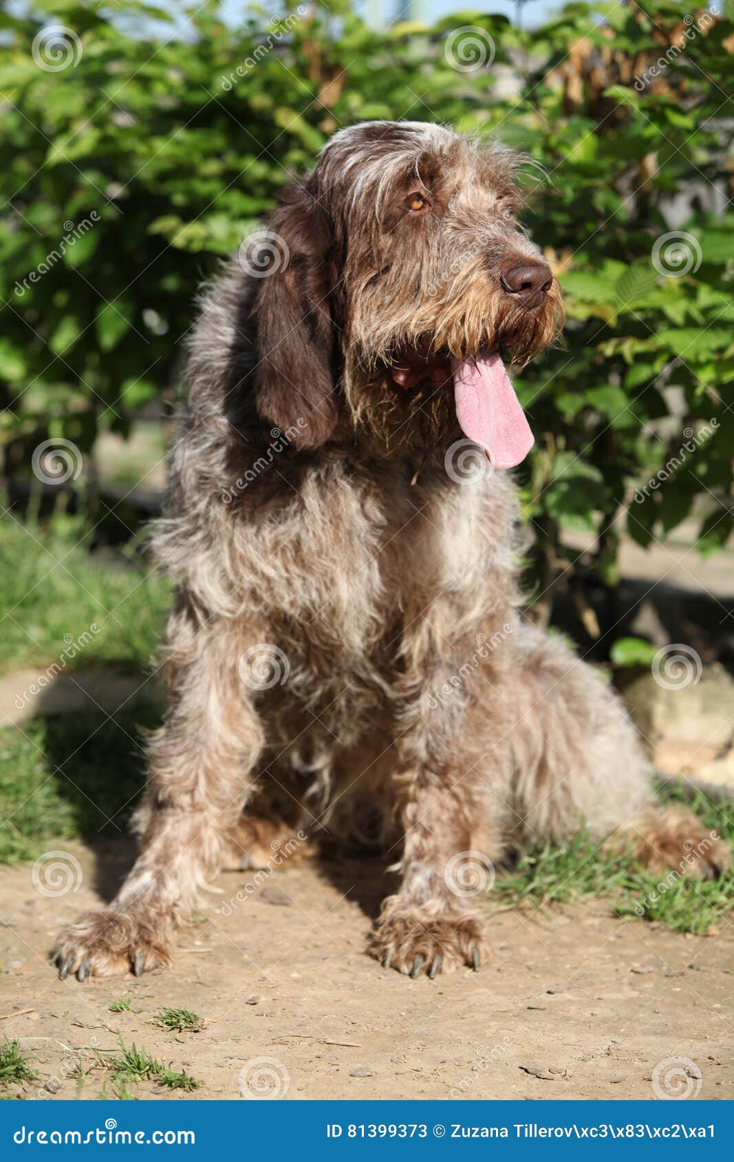 italian wirehaired pointer