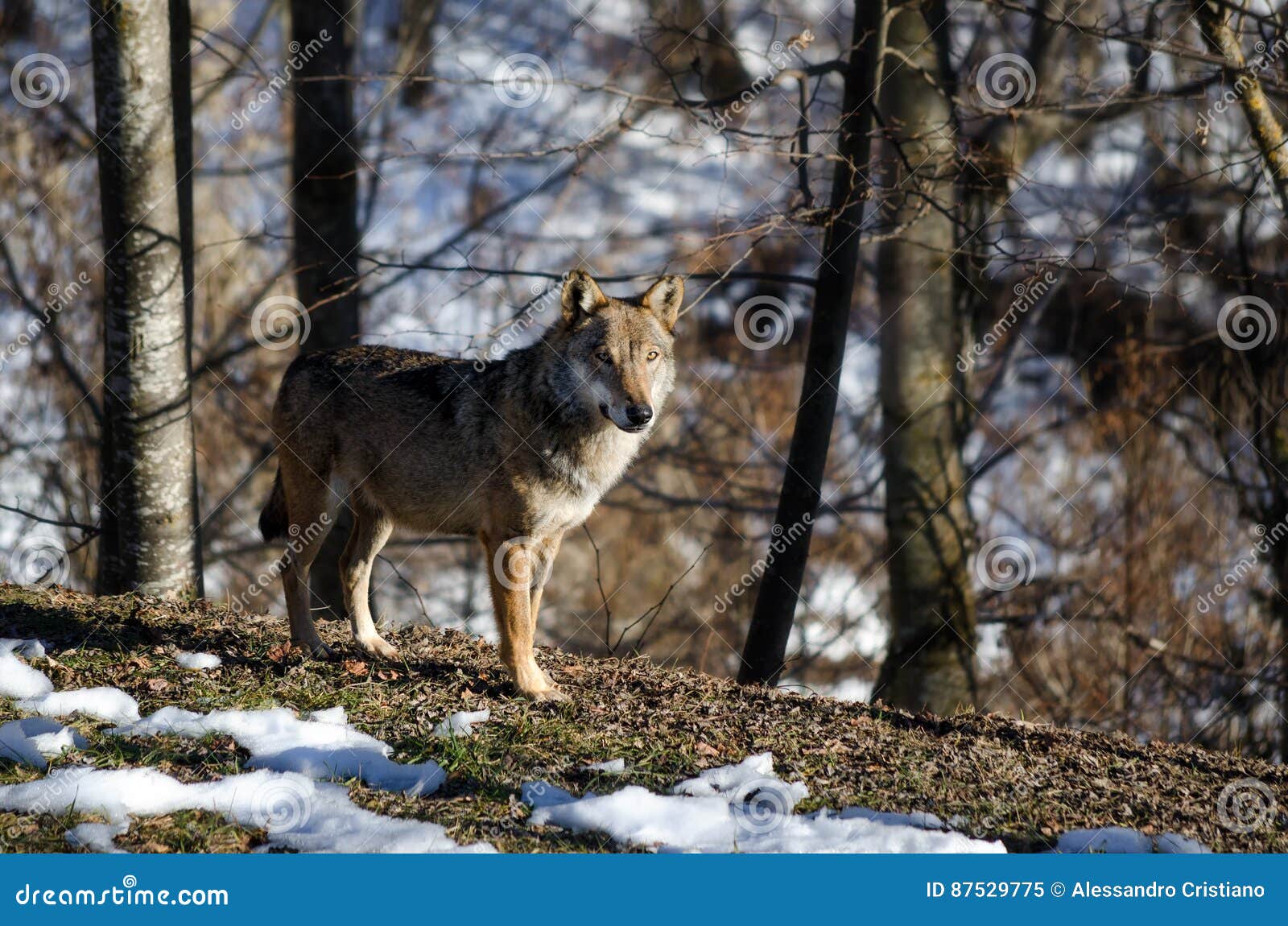 Italian Wolf Canis Lupus Italicus Stock Image - Image of freedom ...