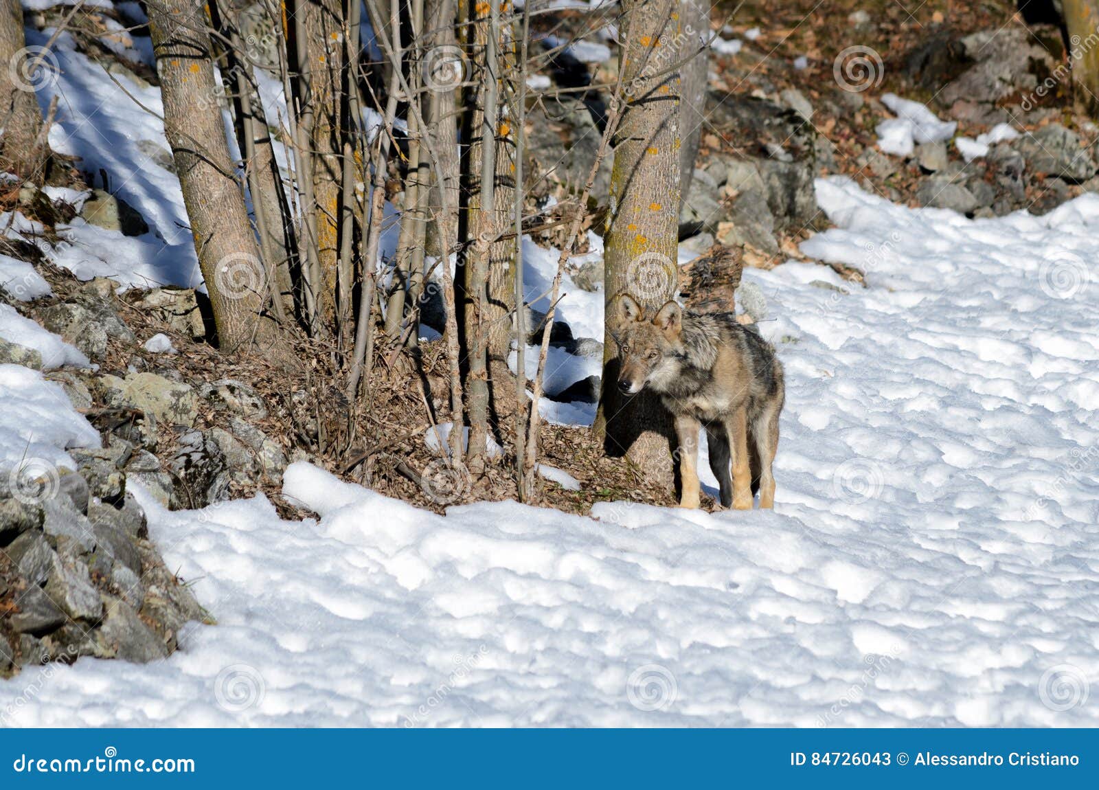 italian wolf canis lupus italicus