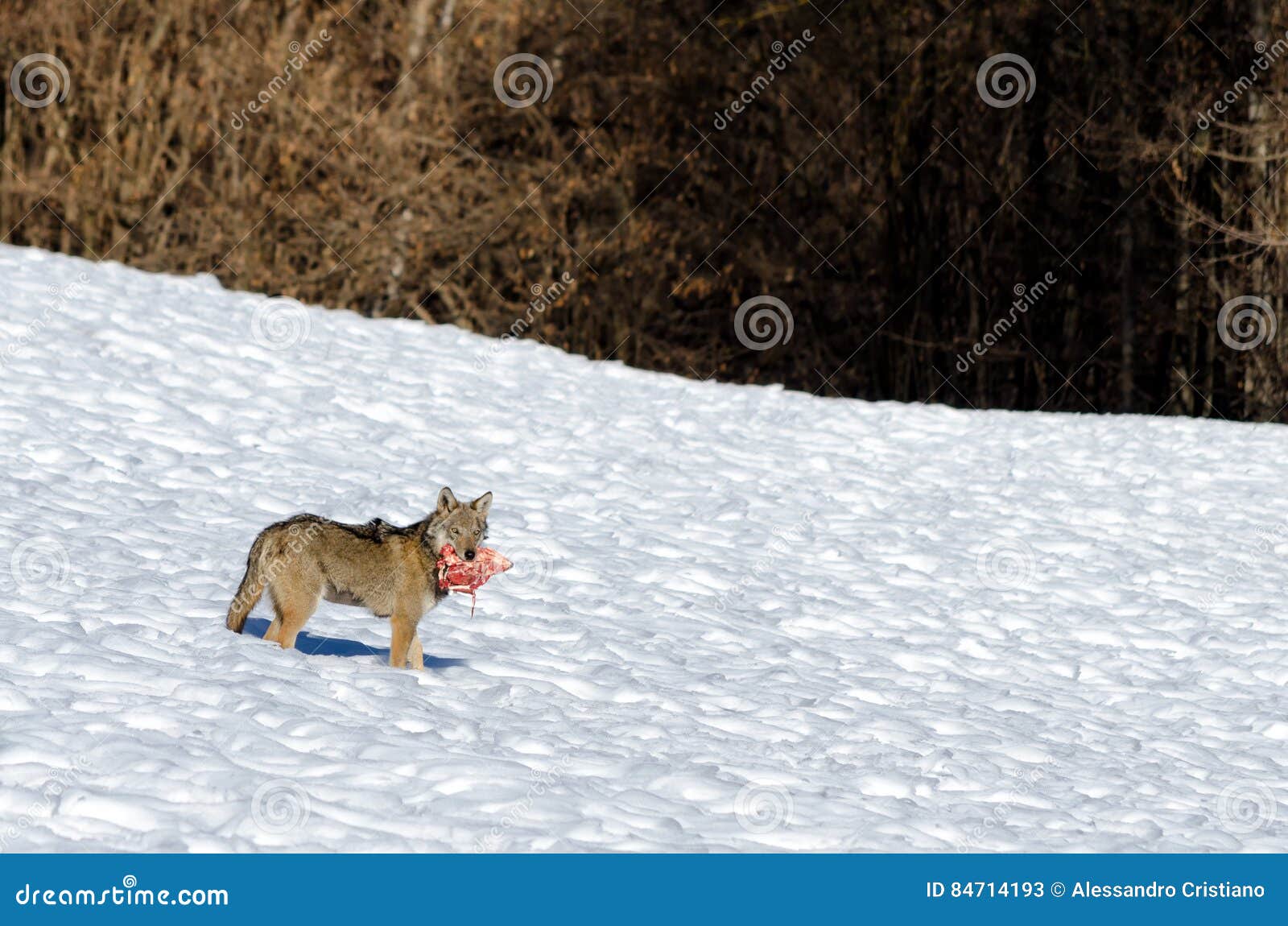 italian wolf canis lupus italicus