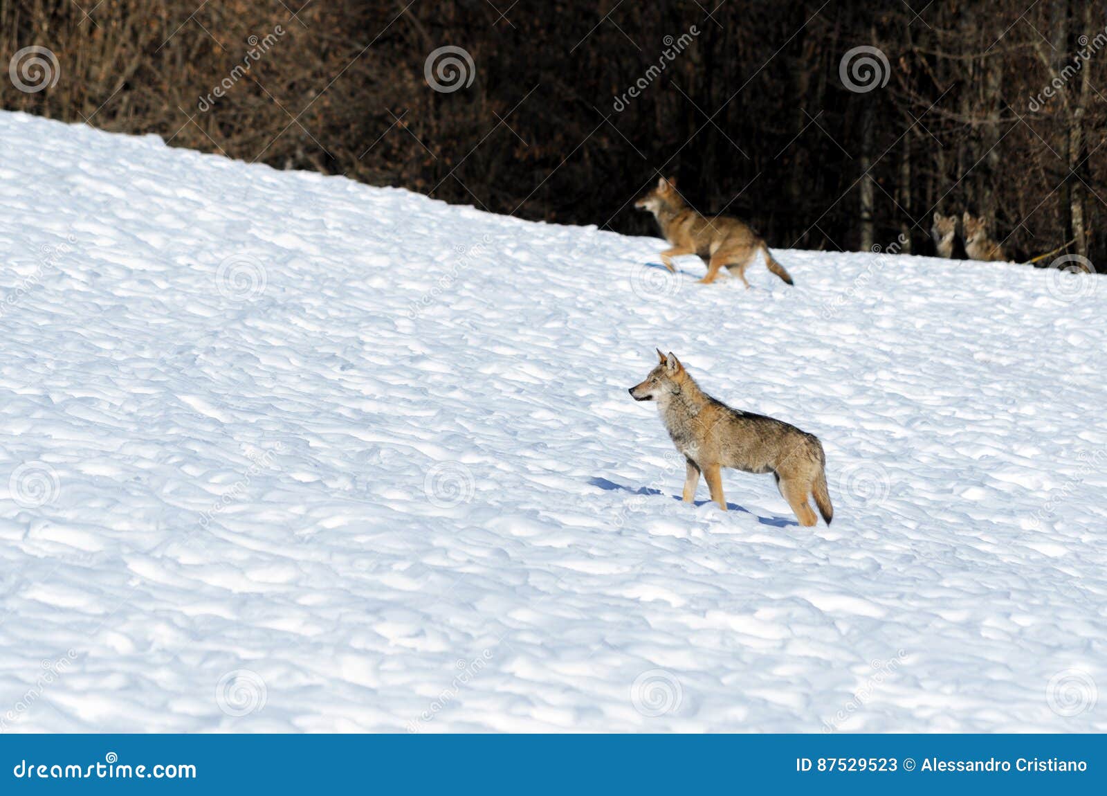 italian wolves canis lupus italicus