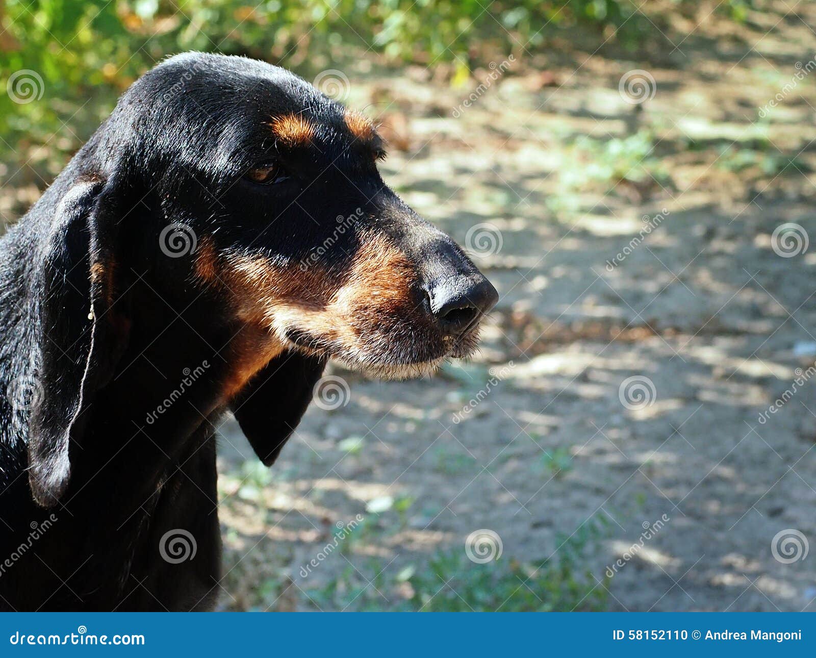 Italienischer Bluthund stockfoto. Bild von tier, bloodhound 58152110