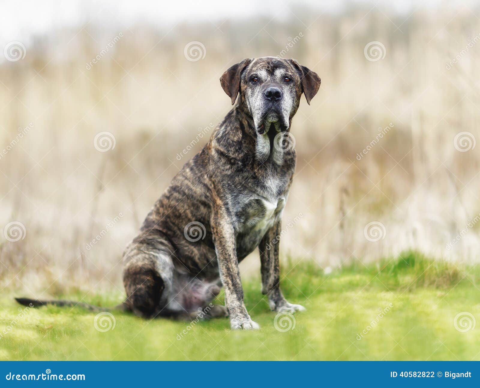Italiensk mastiff arkivfoto. Bild av hund, rotting, angus 40582822