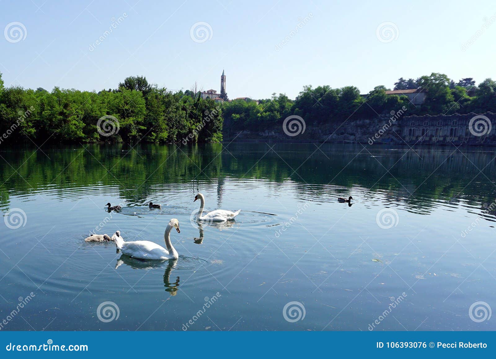 italy, lombardy, adda river, swan with chicks