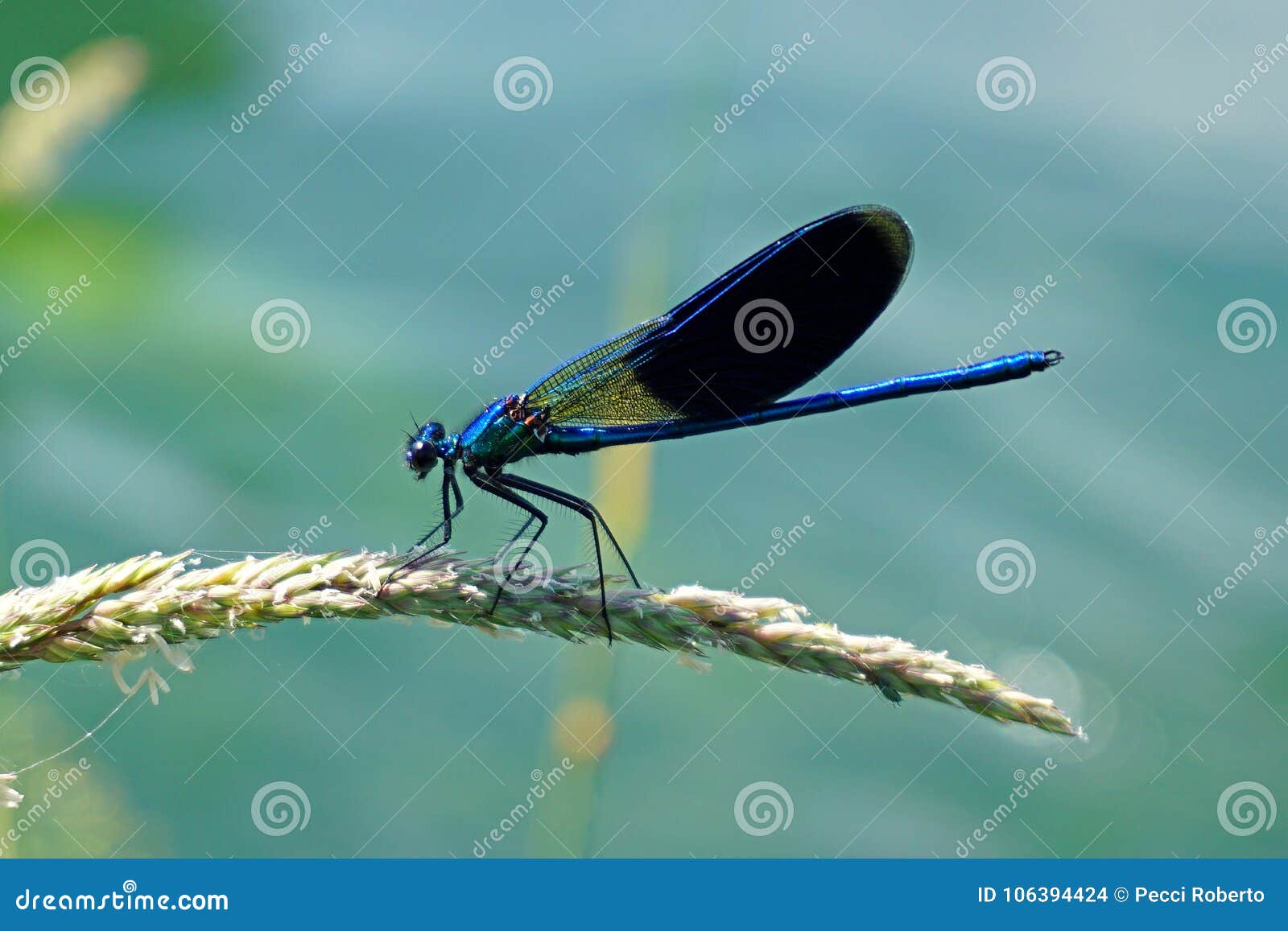 lombardy, along the adda river, dragonfly posing on flower