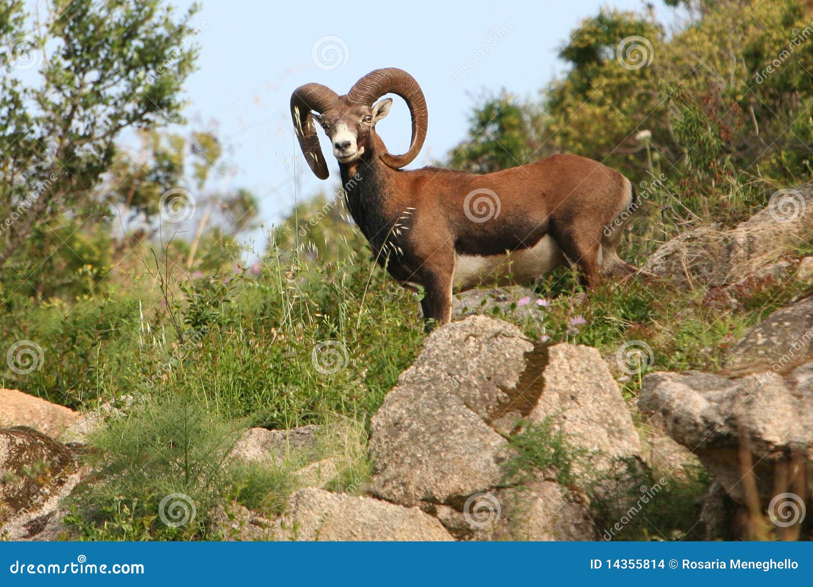 italy sardegna, mouflon of the gallura