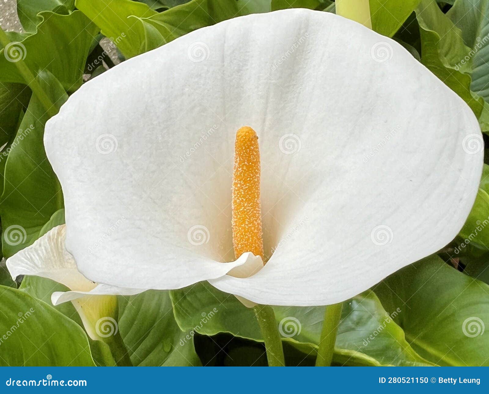 Beautiful White Calla Lilies Blooming in Spring in Italy Stock Photo