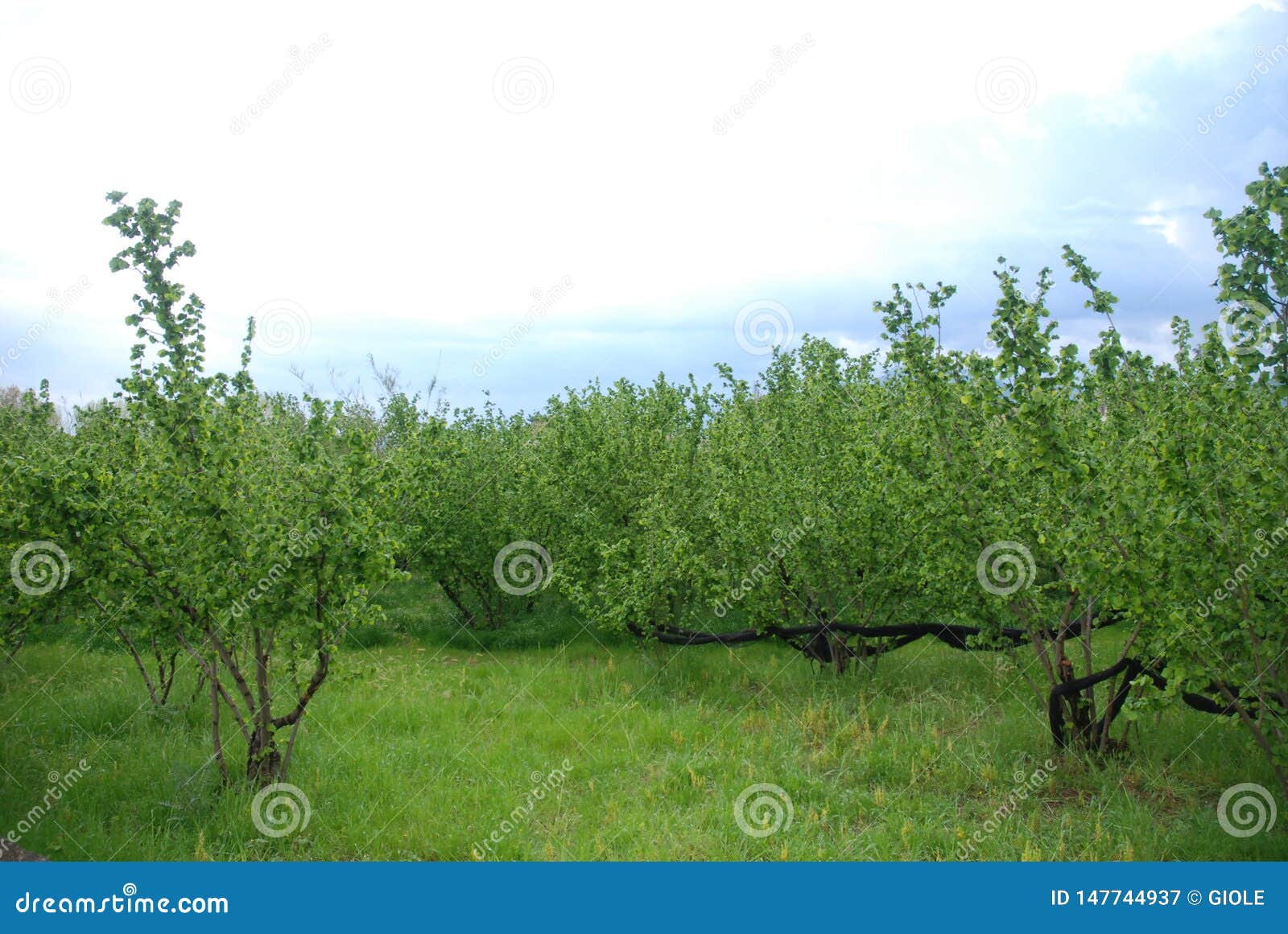 Italy View of Hazelnut Trees ,April 2019. Editorial Photography