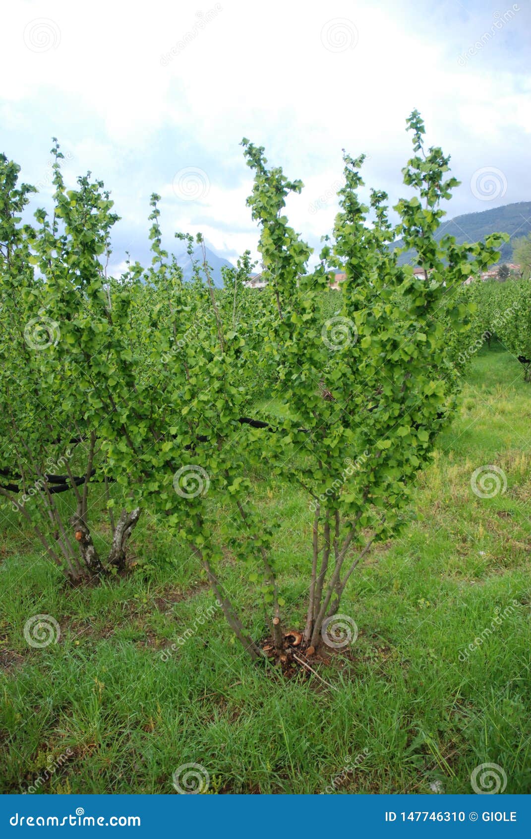Italy View of Hazelnut Trees ,April 2019. Editorial Image Image of
