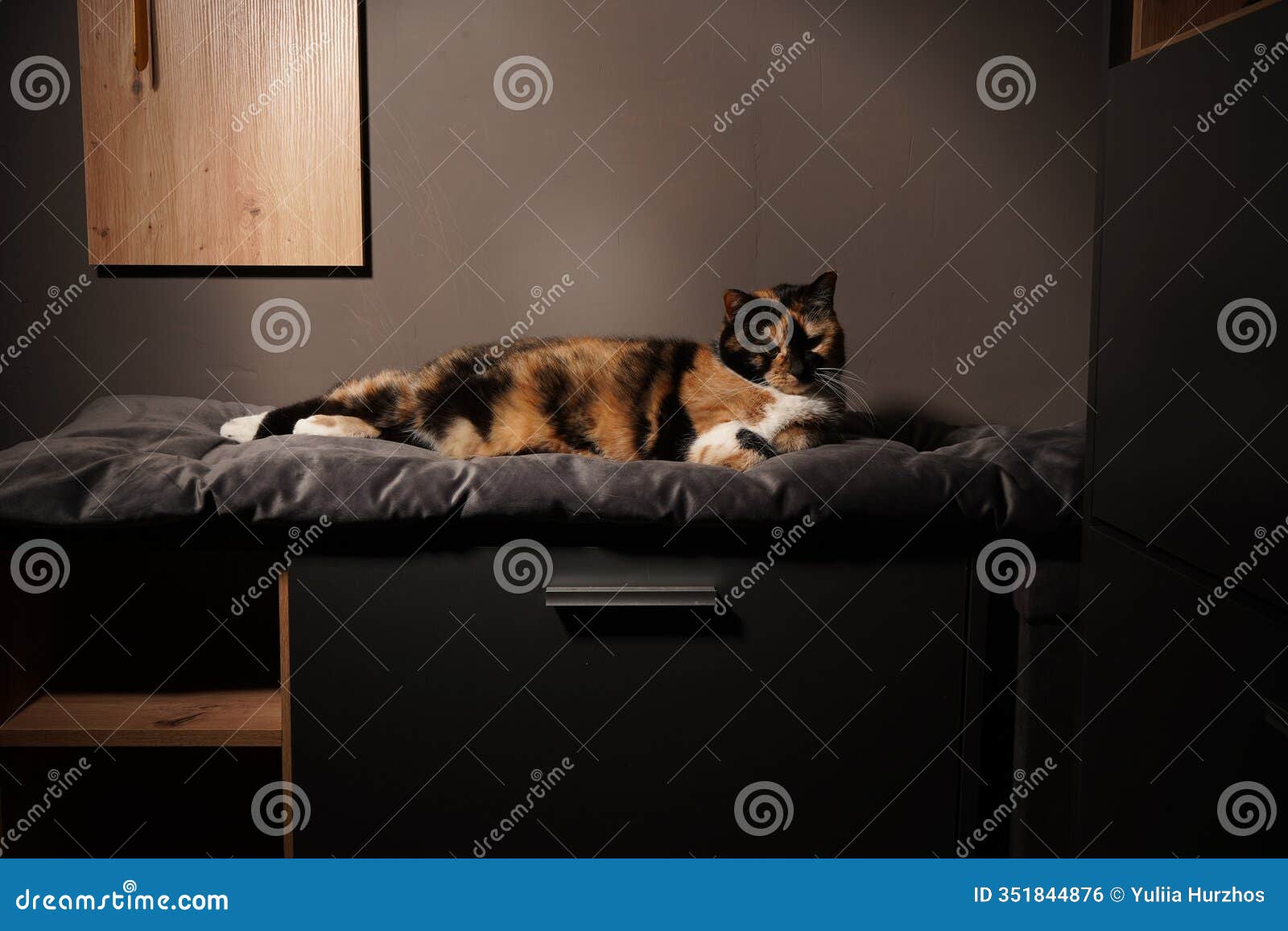 its colorful fur pattern stands out against the neutral background. the calm setting exudes warmth and comfort. a calico