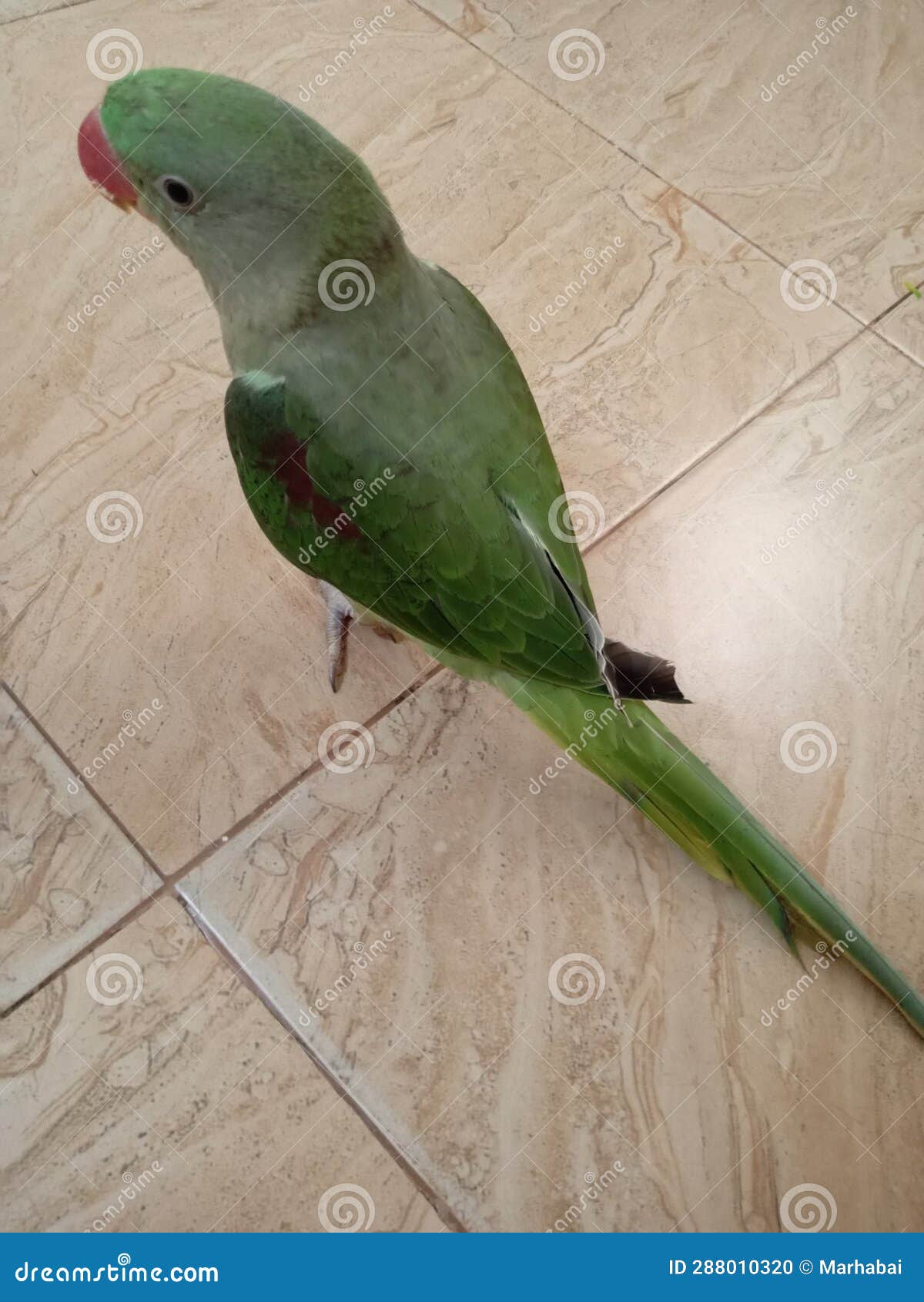 Its My Favorite PetTalking Parrot I Like it so Much Stock Photo