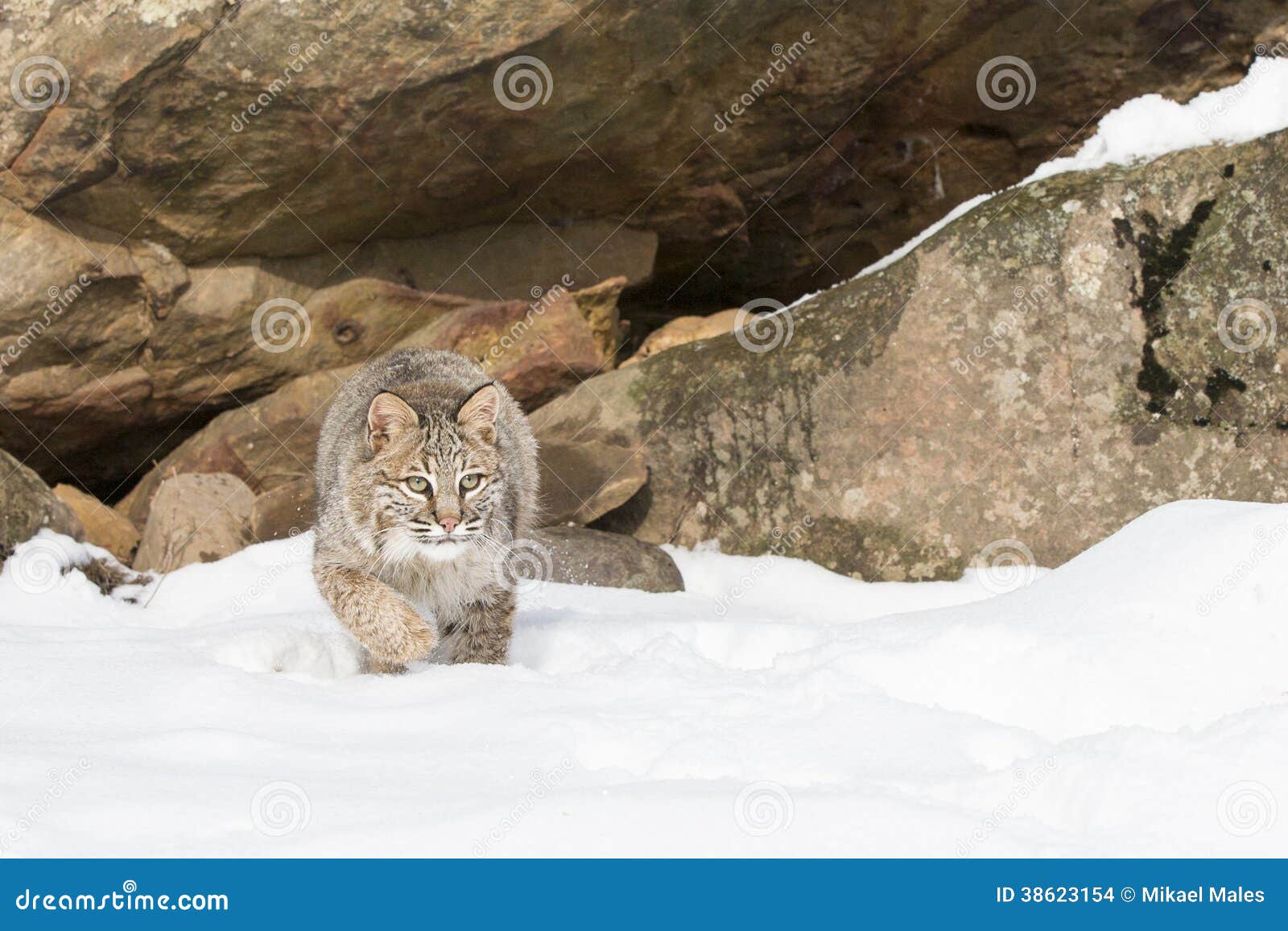 its time for this bobcat to pounce on prey