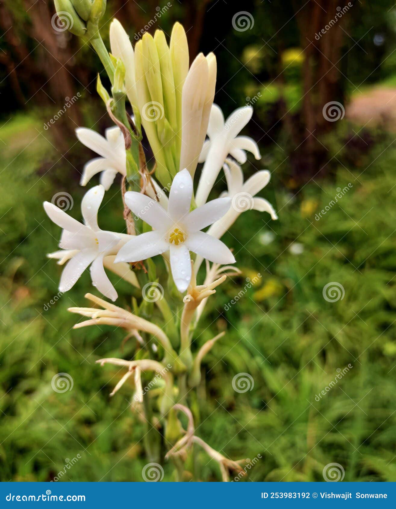 Tuberose flower stock photo. Image of wildflower, plant 253983192