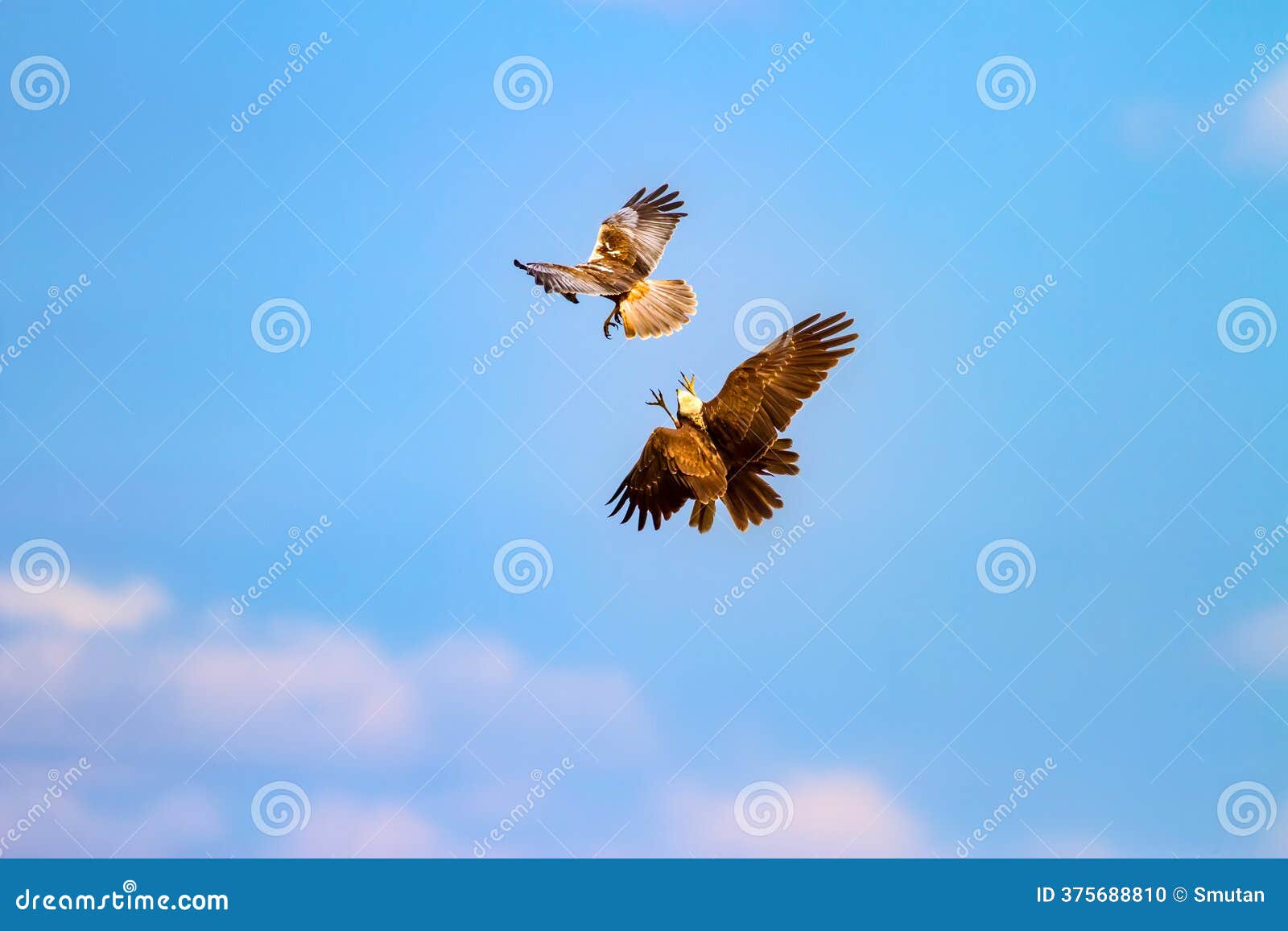 鹰. 猛禽. 自然背景. 鸟: 西马什哈里耶. 库存照片. 图片包括有捕鸟的人, 栖所, 自由, 挡水板- 375688810