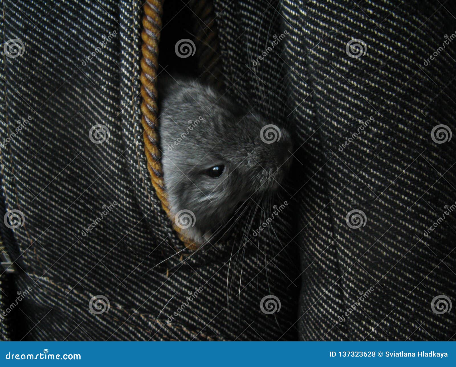 ittle gray newborn chinchillas look out of coat pocket