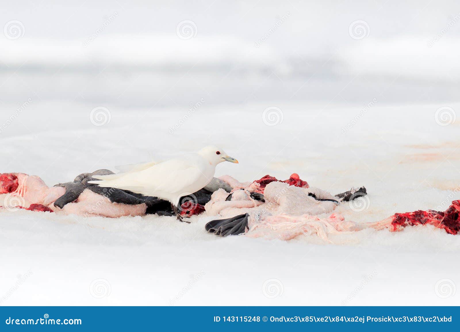 ivory gull, pagophila eburnea, on the ice with snow. seal carcass with white gull, polar bear kill. bird feeding blood viscera in