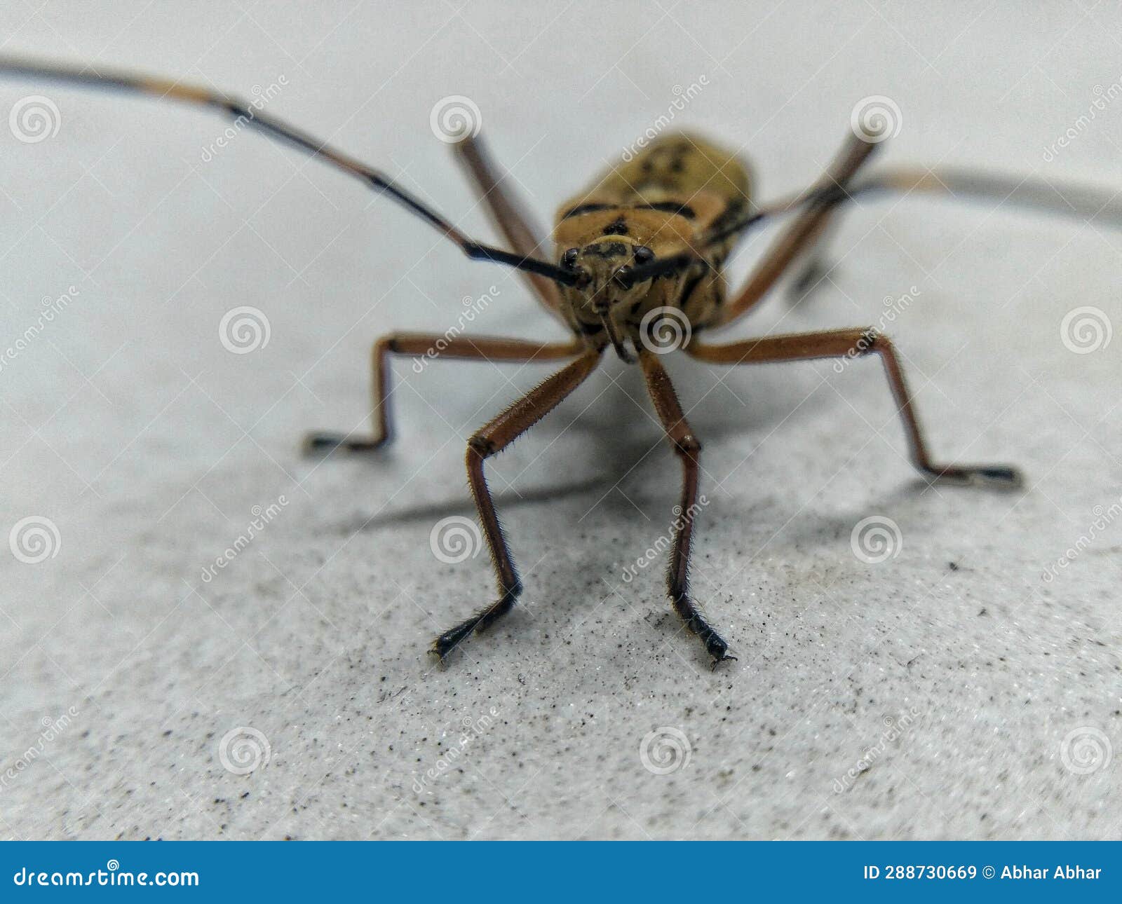 Ivory Omen Beetle Eburia Quadrigeminata Stock Image Image of black