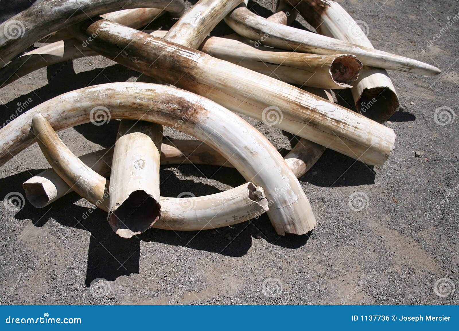 ivory tusks