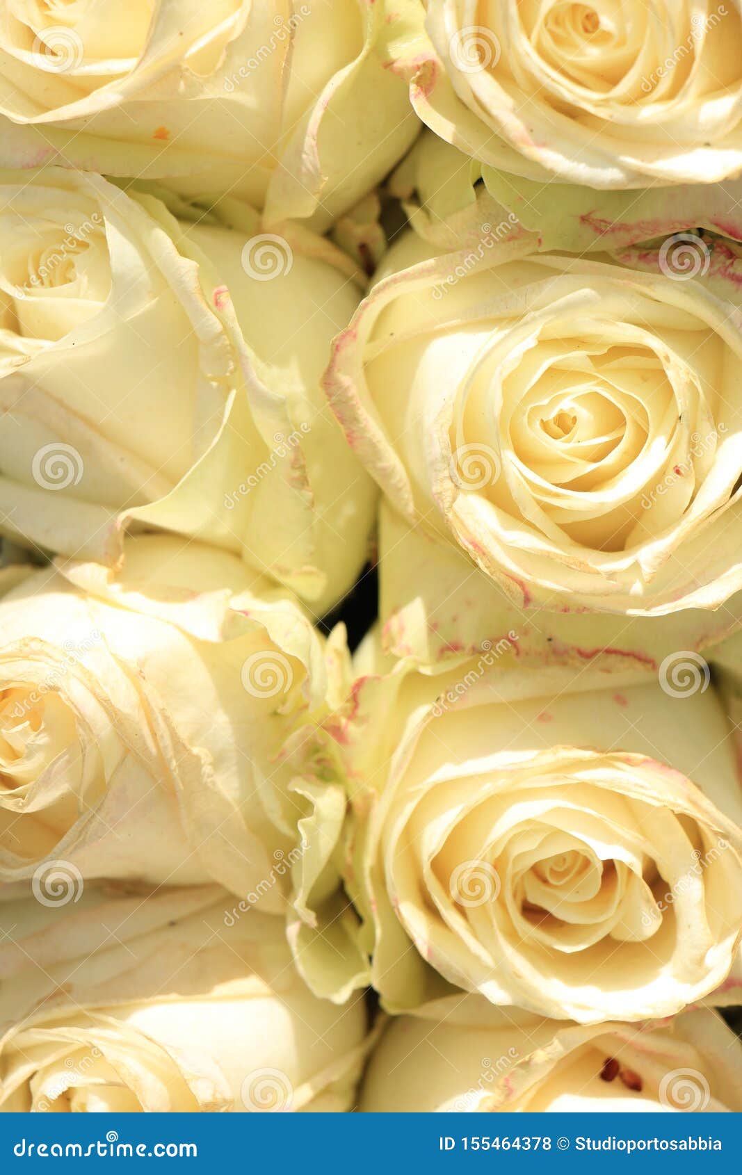 Ivory white roses stock photo. Image of flowers, ivory 155464378