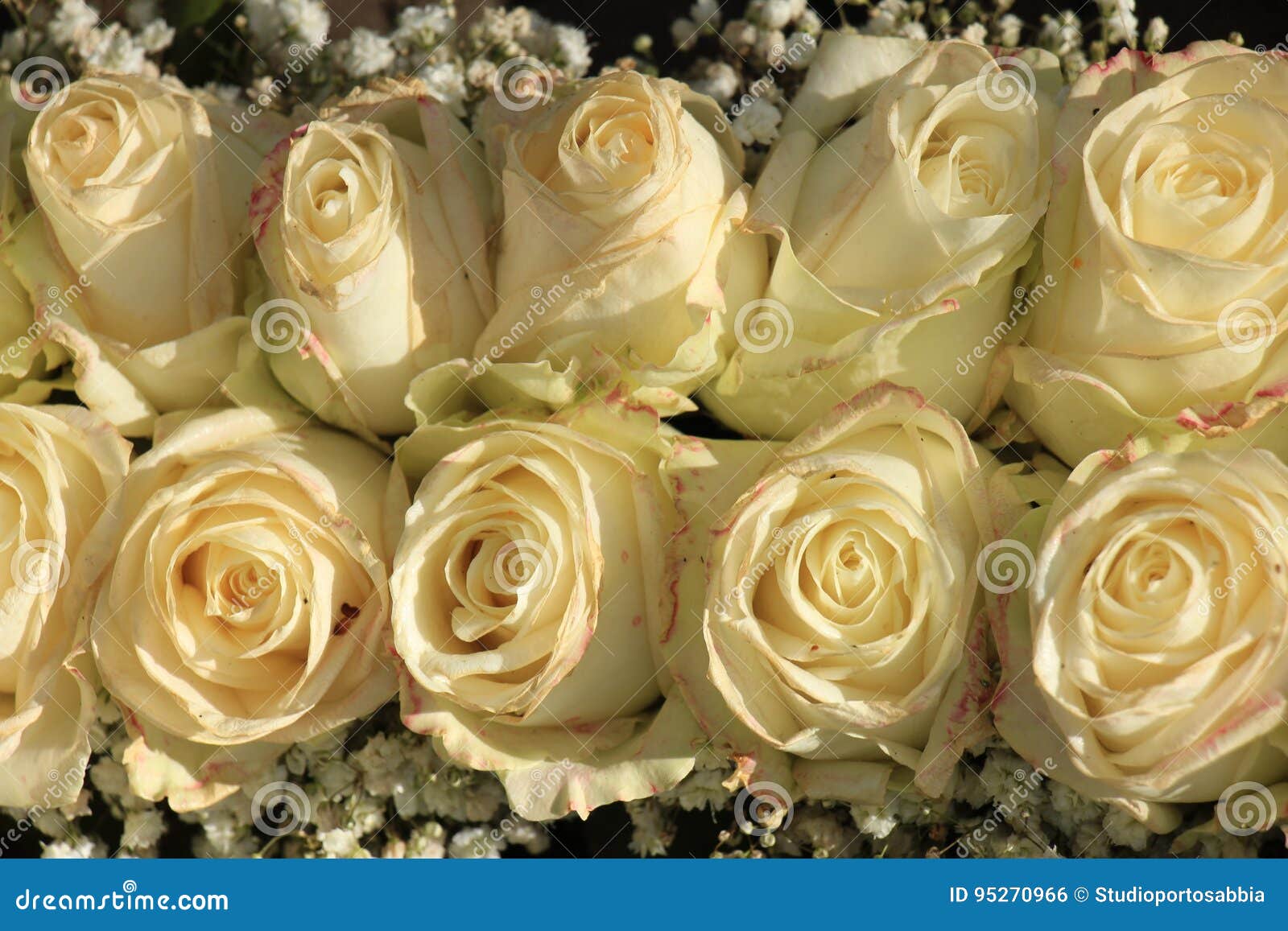 Ivory white roses stock photo. Image of ivory, flower 95270966
