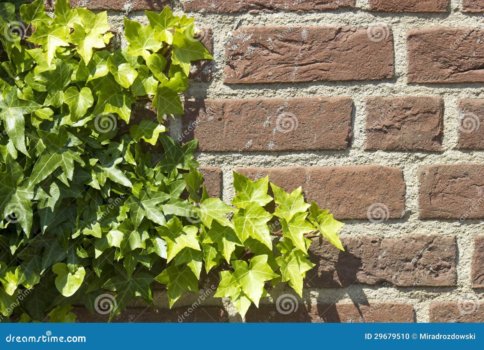 Ivy on the brick wall stock photo. Image of wall, ancient 29679510