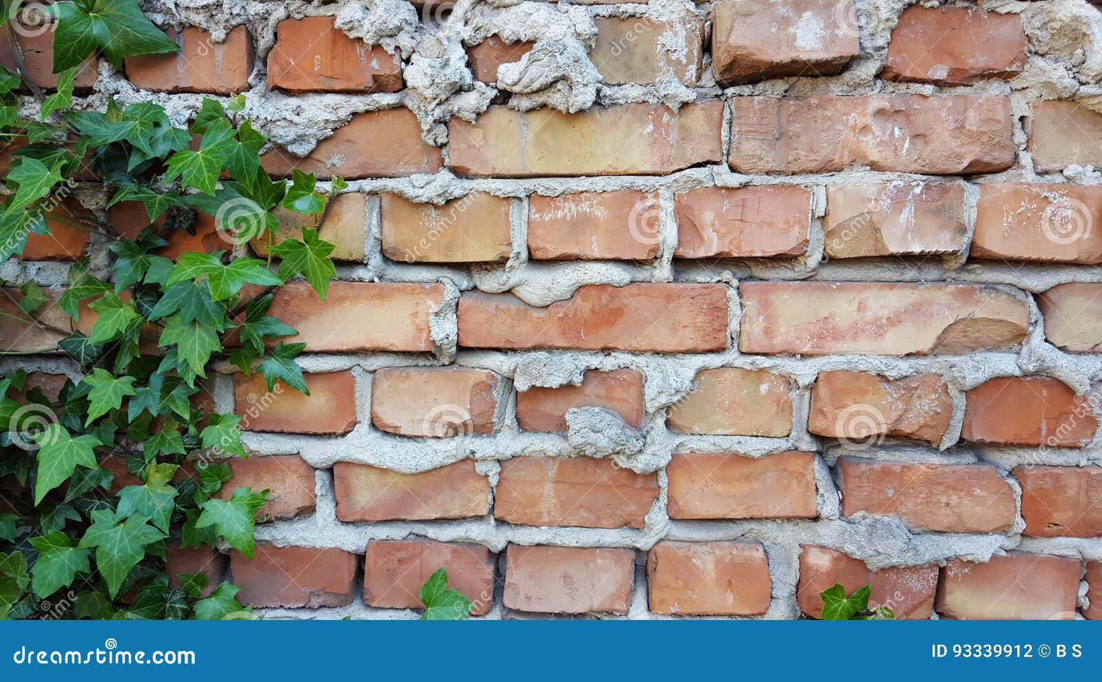 Does Ivy Harm Brick Walls
