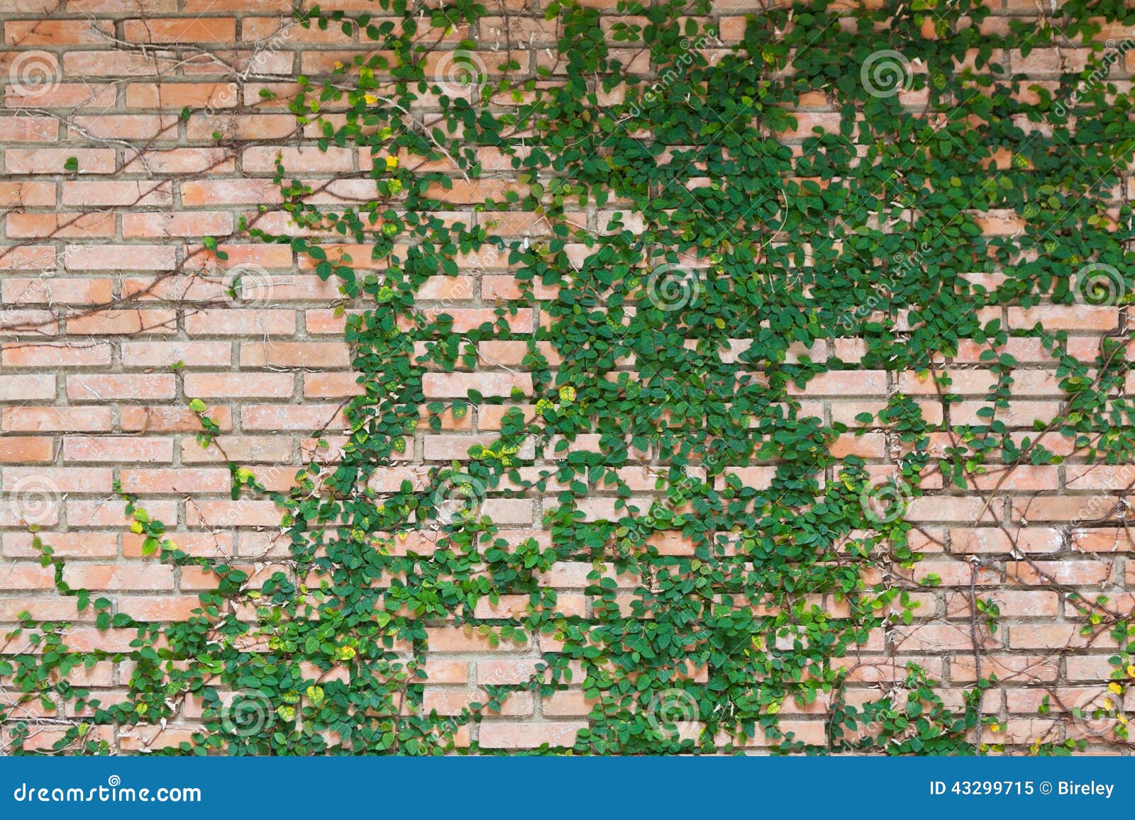 Ivy on brick wall stock image. Image of home, shabby 43299715