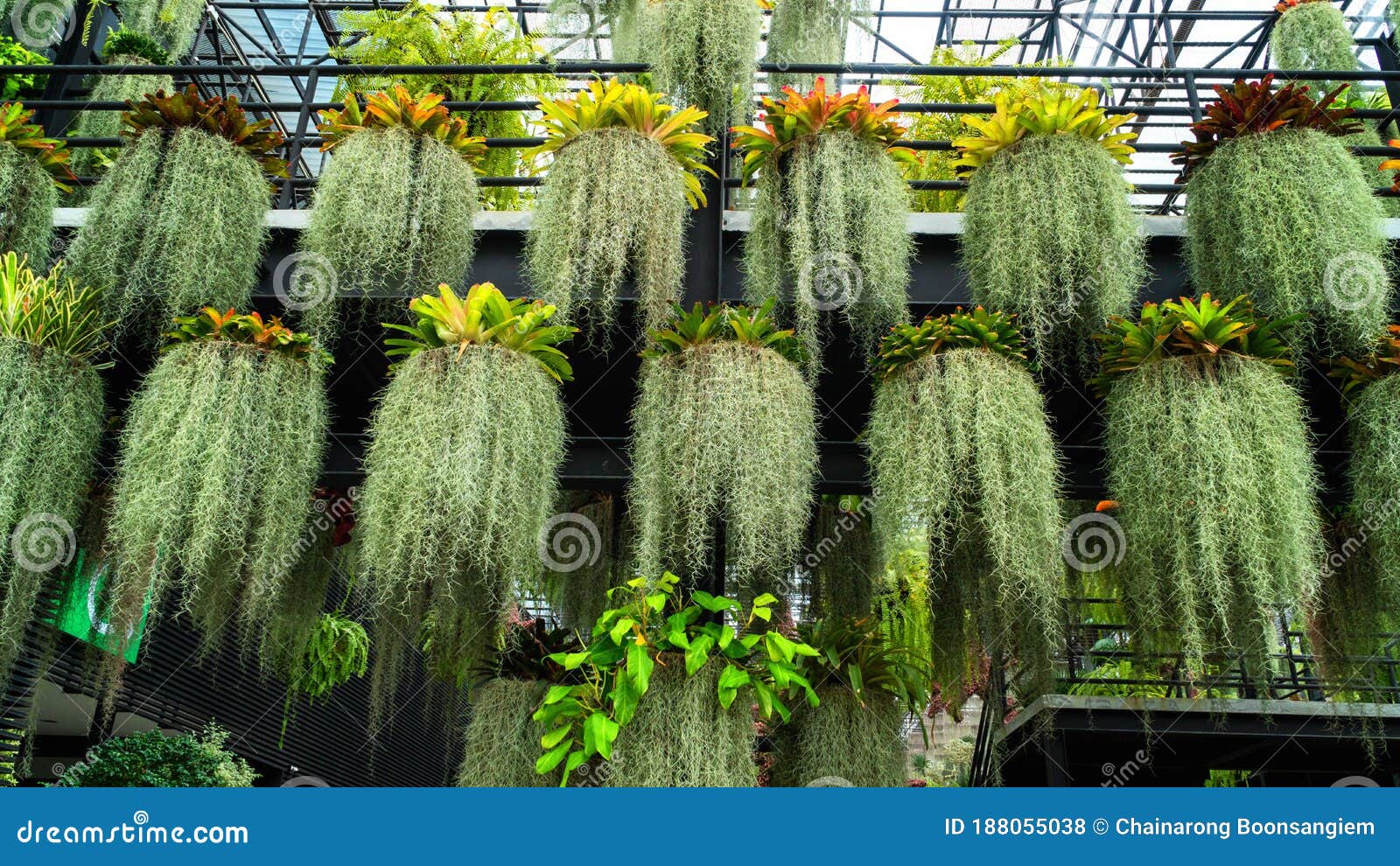 Ivy Bush in the Nature Park Stock Photo - Image of nature, design ...