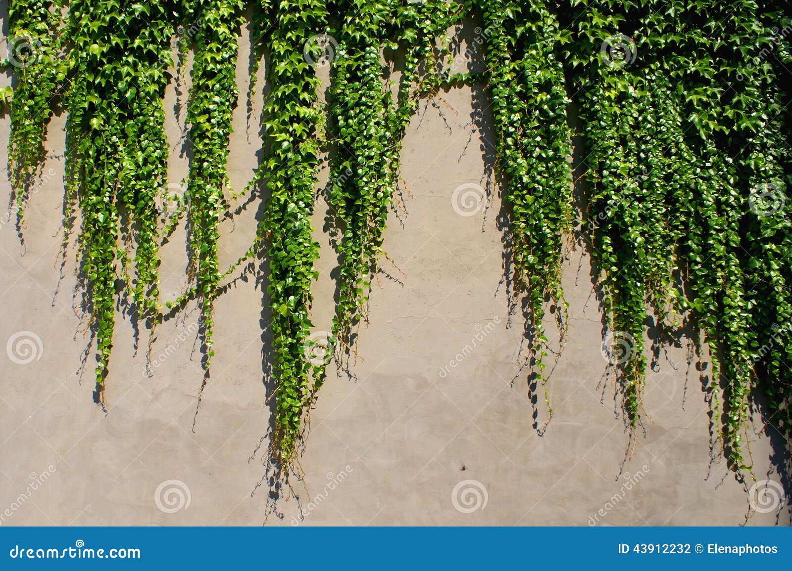 Ivy - Climbing Ever Green Plants On The Wall Stock Photo - Image: 43912232