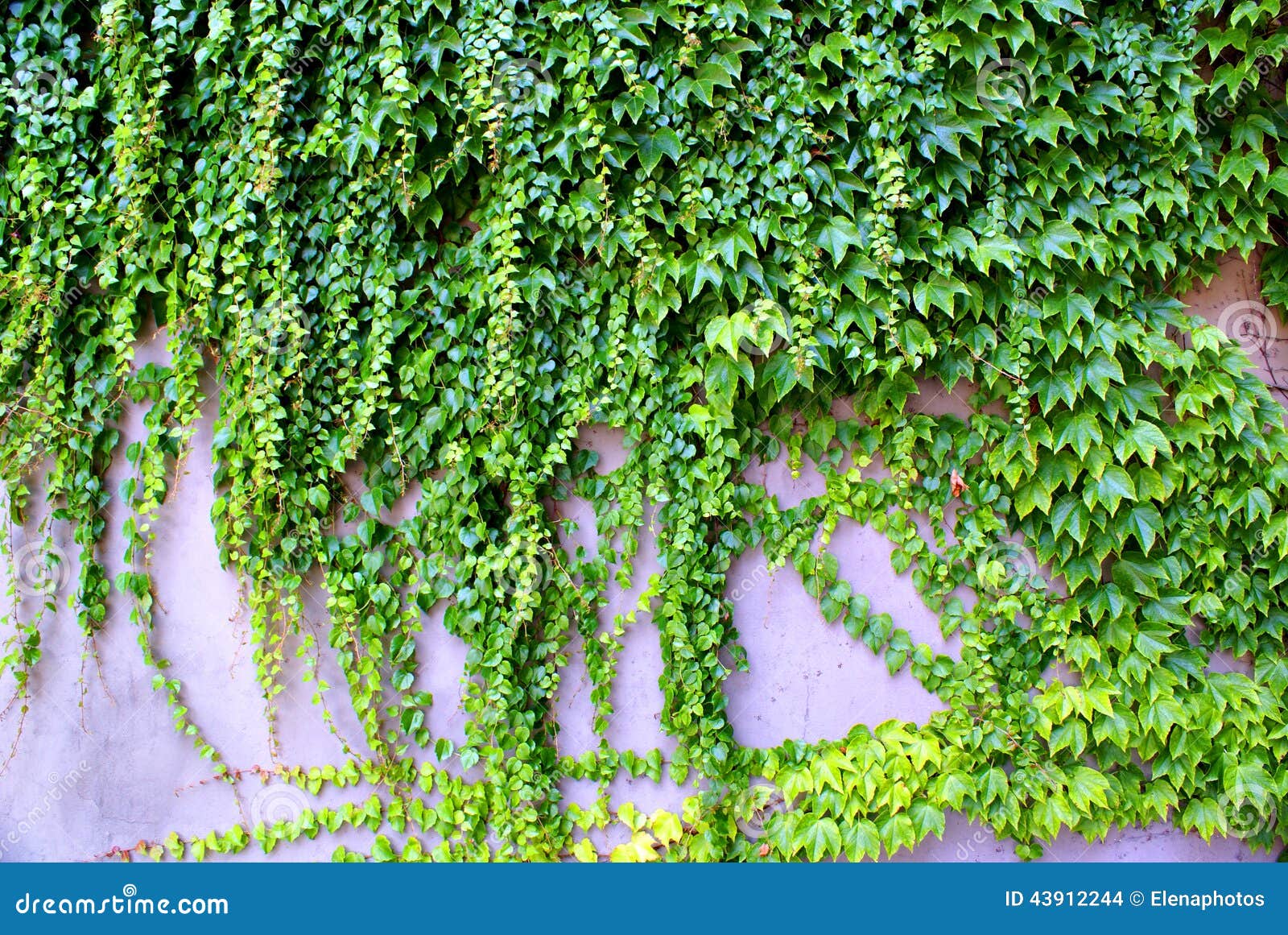 Ivy Climbing Ever Green Plants on the Wall Stock Photo Image of